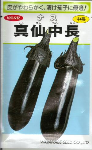 野菜種子 ナス「真仙中長」0.6ml/2ml/5ml/10ml/20ml(約2,200粒)(渡辺採種場)【送料込み】 茄子 しんせんちゅうながなす 中長ナス 小ナス 漬物|鈴乃園 店