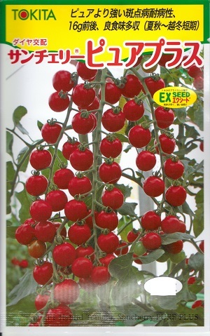 蔬菜内果皮 ミニ赤茄子「サンチェリーピュアプラス」100粒／1,000粒（トキタ種苗）【貨物輸送込み】 さんちぇりーぴゅあぷらす 熱気着果性 葉かび踏みとどまる性 斑点模様病強耐病性 夏秋作りだす 冬越し短期作りだす