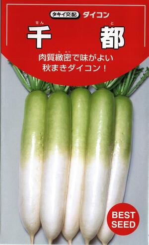 草片内果皮 清白「千都」4.5ml（約160粒）／9ml／20ml／50ml／2デシリットル／ペレット200粒／ペレット500粒／ペレット5,000粒（タキイ種苗）【貨物輸送込み】 せんと 仙 青首総太り大根役者 だいこん 証券業界性 耐寒性 高秀品率 取っておく性