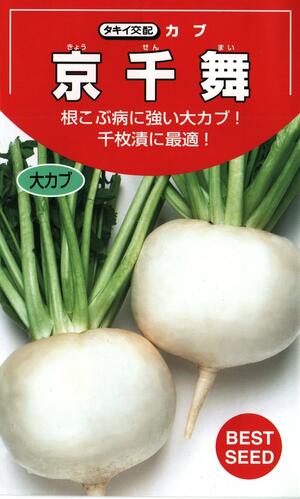 草片内果皮 大小僧「京千舞」2.2ml（約400粒）／3.5ml／20ml／1デシリットル（タキイ種苗）【貨物輸送込み】 本日せんまい キョウセンマイ 蕪 かぶ 早太り 根こぶ病抵抗力 千枚漬け