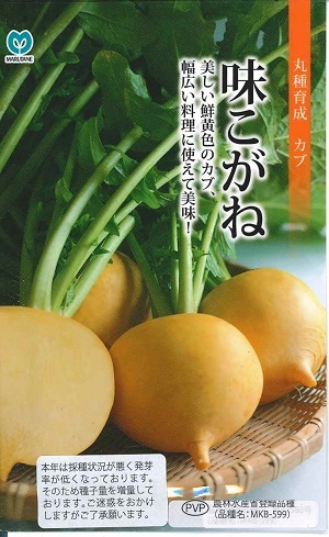 草片内果皮 小僧「味こがね」1.8ml／20ml／1デシリットル（丸種）【貨物輸送込み】 大騒ぎこがね 大騒ぎコガネ 蕪 かぶ 小中大小僧 PVP農林水産省書きとどめる亜種（亜種名：MKB-599）