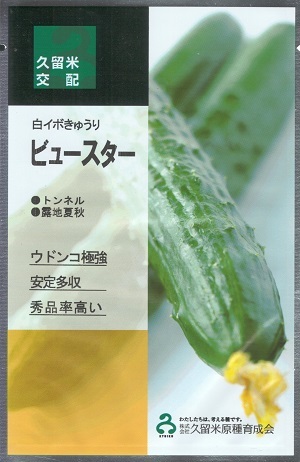 野菜種子 白イボキュウリ「ビュースター」10粒／50粒／100粒／200粒／350粒（久育種苗）【送料込み】 胡瓜 きゅうり 耐病性 市場性 多収性｜鈴乃園　店