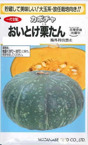 野菜種子 カボチャ「おいとけ栗たん」9粒/30粒/50粒/100粒/500粒(渡辺採種場)【送料込み】 北渡交4号 おいとけくりたん クリタン 大玉南瓜 かぼちゃ PVP品種登録出願中(第32781号) 放任栽培 貯蔵性|鈴乃園 店