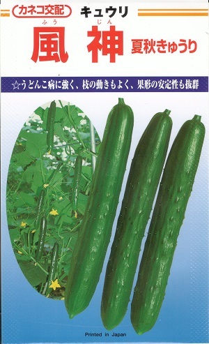 草片内果皮 黄瓜「風神」10粒／50粒／100粒／200粒／350粒（カネコ種苗）【貨物輸送込み】 ふうじん フウジン 夏秋黄瓜 かしゅうきゅうり ウドンコ病耐病性
