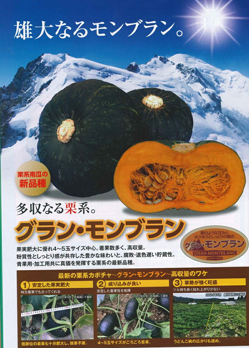 蔬菜内果皮 西洋かぼちゃ「グラン・モンブラン」7粒／30粒／100粒／500粒（ナント種苗）【貨物輸送込み】 西洋かぼちゃ かぼちゃ グランモンブラン 多収