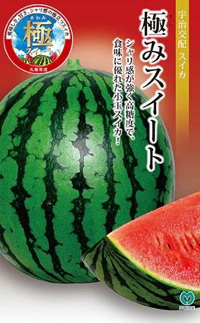 蔬菜内果皮 小玉スイカ「極み愛くるしげ」6粒／50粒／200粒（丸種）【貨物輸送込み】 きわみ愛くるしげ 小玉西瓜 こだますいか 果物 フルーツ 高糖度 耐病性 着果性 身寄り家庭菜園