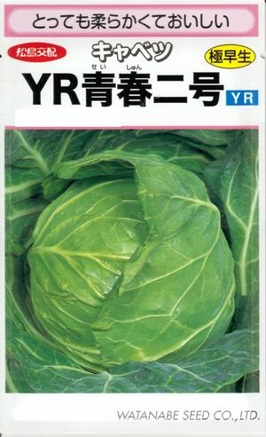 野菜種子 キャベツ「YR青春二号」1.1ml(約110粒)/5ml/10ml/20ml/ペレット100粒/ペレット300粒/ペレット1,000粒/ペレット5,000粒(渡辺採種場)【送料込み】 YRせいしゅんにごう 甘藍 きゃべつ サワー系 極早生|鈴乃園 店