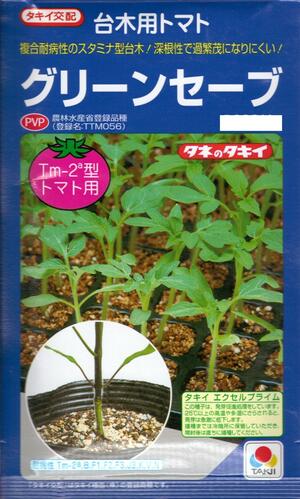蔬菜内果皮 台木用赤なす「緑であること救い上げる」100粒／500粒／1,000粒（タキイ種苗）【貨物輸送込み】 ダイギ だいぎ 練り合わせる耐病虫性 押さえ付ける作りだす 促成作りだす 農林水産省書きとどめる亜種（亜種名：TTM059）