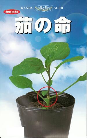 数量限定 特売 野菜種子 茄子台木 神田交配 神田育種農場 茄の命 １０００粒袋詰 送料無料 青枯病 半枯病 半身萎凋病 特売 Stopinsectes Com