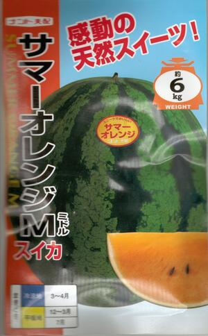 草片内果皮 オレンジ色肉中玉スイカ「炎節オレンジ色M」 7粒／50粒／200粒（ナント種苗）【貨物輸送込み】 サマーオレンジミドル 中玉西瓜 ちゅうだますいか