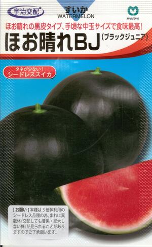 蔬菜内果皮 黒皮中玉スイカ「ほお日本晴れBJ」7粒／50粒／100粒（丸種）【貨物輸送込み】 ほお日本晴れ黒いことお坊っちゃん ほおばれ黒いことお坊っちゃん  中玉西瓜 種なしすいか シードレススイカ