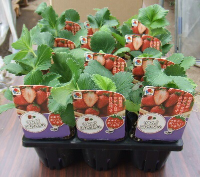 楽天市場】野菜苗 イチゴ苗「とちおとめ」3寸ポット×12本セット