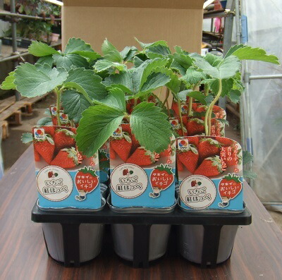 【農家直送】イチゴ苗　紅ほっぺ　60本 楽天市場】いちご 苗 紅ほっぺ 20株入り 農家向け セット 静岡