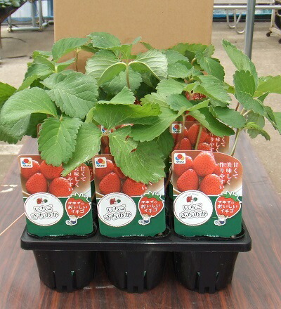 いちご苗３寸６０個セット いちご 野菜苗 【イチゴ苗 宝交早生】3号ポット 苺苗 3株セット 【予約