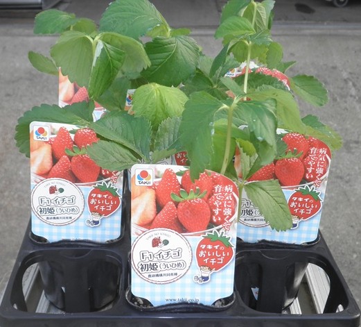 楽天市場】タキイ イチゴ苗 ジャンボイチゴ まんぷく2号 4号ポット苗