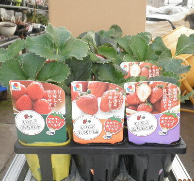 楽天市場】野菜苗 ジャンボイチゴ苗「まんぷく2号」 3.5寸（10.5cm）苗
