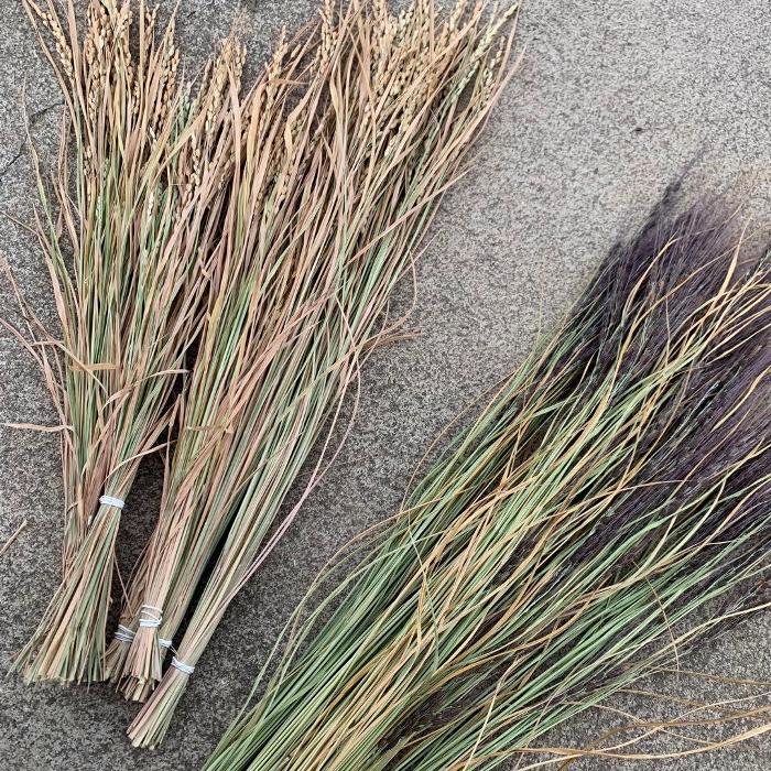 楽天市場】お任せ カット苗□常緑性シダ植物 ヒカゲノカズラ(日陰の葛