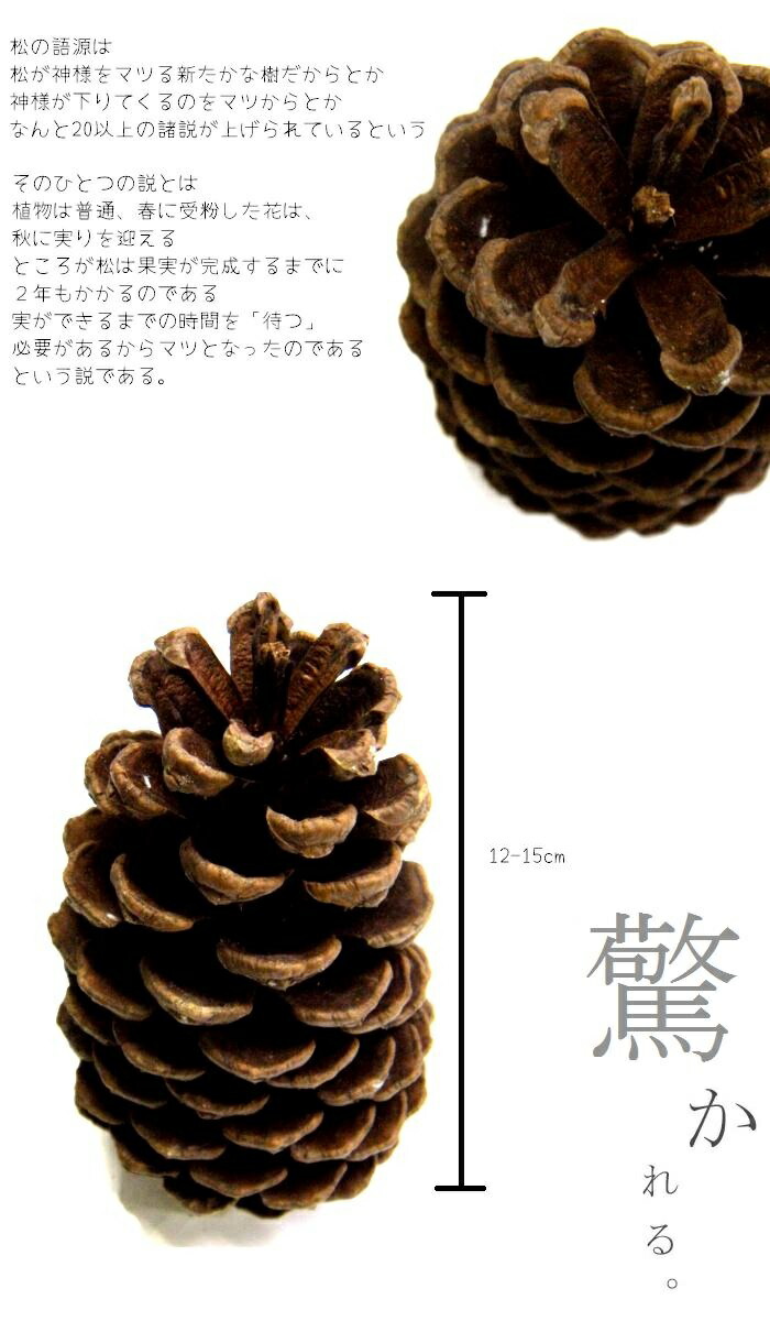 楽天市場 12cm 15cm程度 超巨大 国産 松ぼっくり まつぼっくり1個 からまつ カラマツ 唐松 松ぼっくり 通販 自然素材 ハンドメイド クリスマスリース 材料 パーツ まつぼっくり オーナメント 天然品 クリスマス お正月飾り しめ縄 木の実 まつぼっくり ナチュラル