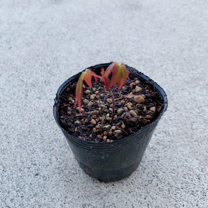 楽天市場】お任せ抜き苗□ツワブキ(石蕗/つわぶき)□つわ/根っこ付き