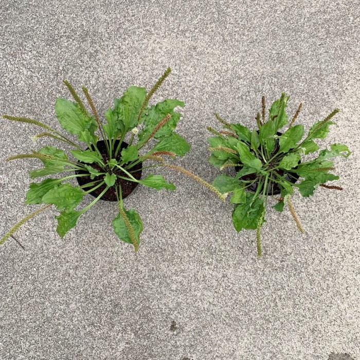 楽天市場】お任せ抜き苗□よもぎ(蓬・艾)□根っこ付き/天然ヨモギ