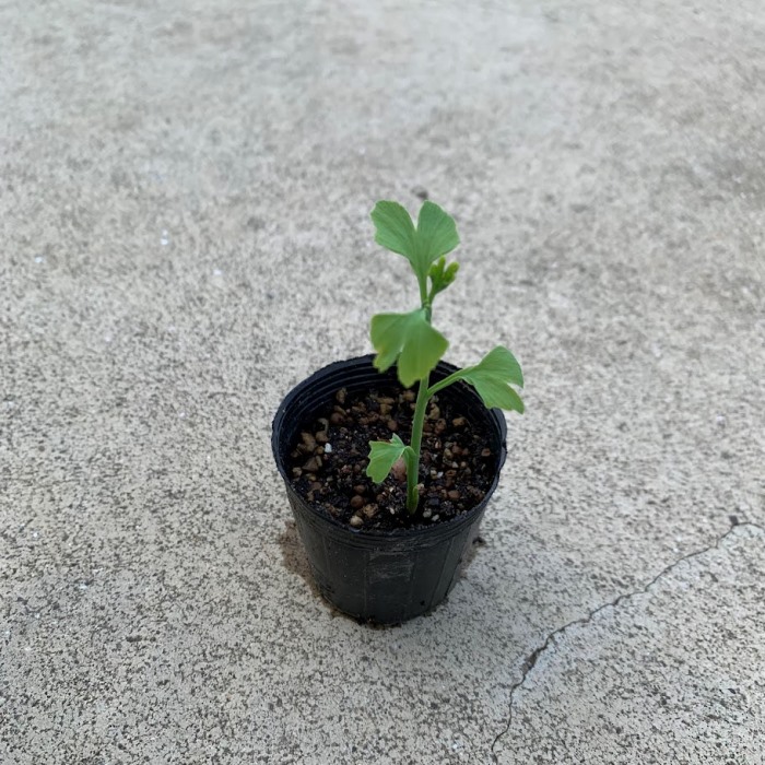 ヒカゲノカズラ　　Shis☆様 1200px-