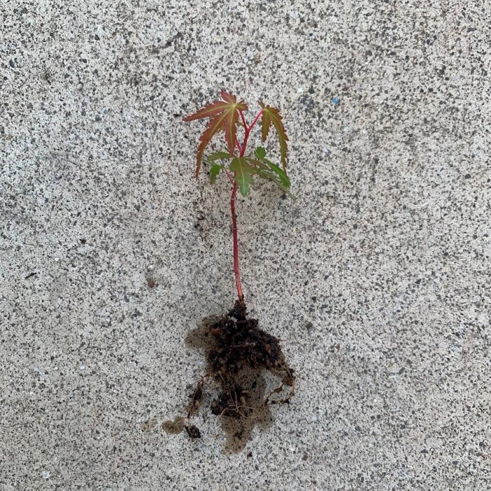 楽天市場】お任せ抜き苗□ツワブキ(石蕗/つわぶき)□つわ/根っこ付き