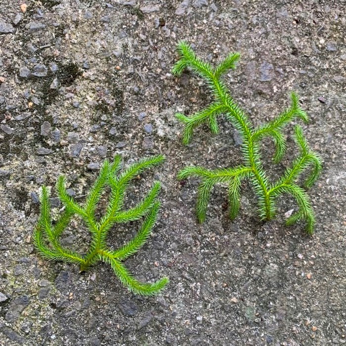 楽天市場】お任せ カット苗□常緑性シダ植物 ヒカゲノカズラ(日陰の葛
