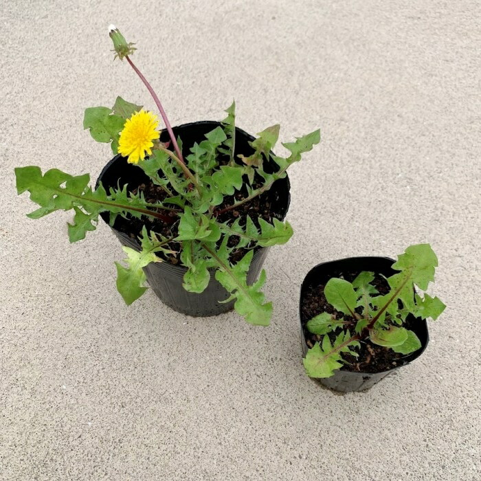 楽天市場】お任せポット苗□家庭菜園向け よもぎ(蓬・艾)□根っこ付き