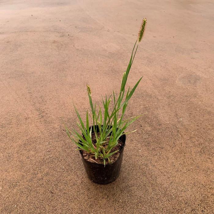 楽天市場】お任せ カット苗□常緑性シダ植物 ヒカゲノカズラ