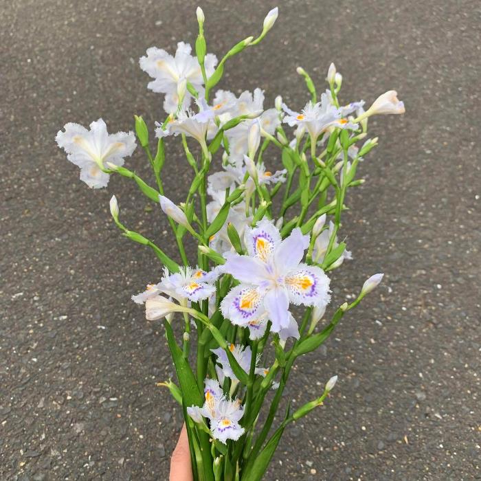 【楽天市場】お任せ抜き苗 シャガ(Iris japonica) 観葉植物/自生苗/著莪/苗/シャガ苗/山野草/抜き苗/射干/ミニポット/花 ...