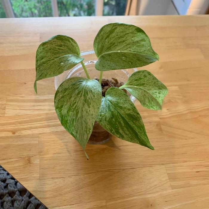 楽天市場】お任せ カット苗□常緑性シダ植物 ヒカゲノカズラ(日陰の葛