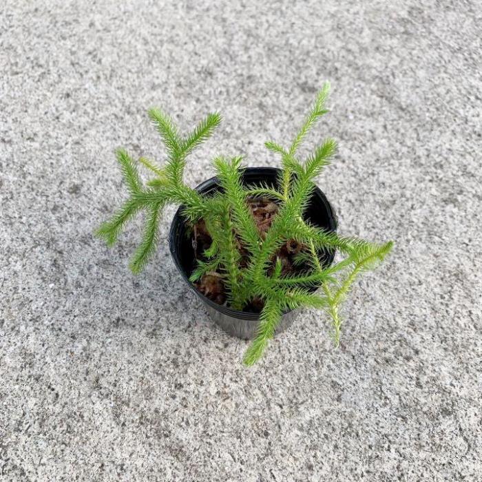 楽天市場】お任せ抜き苗□よもぎ(蓬・艾)□根っこ付き/天然ヨモギ