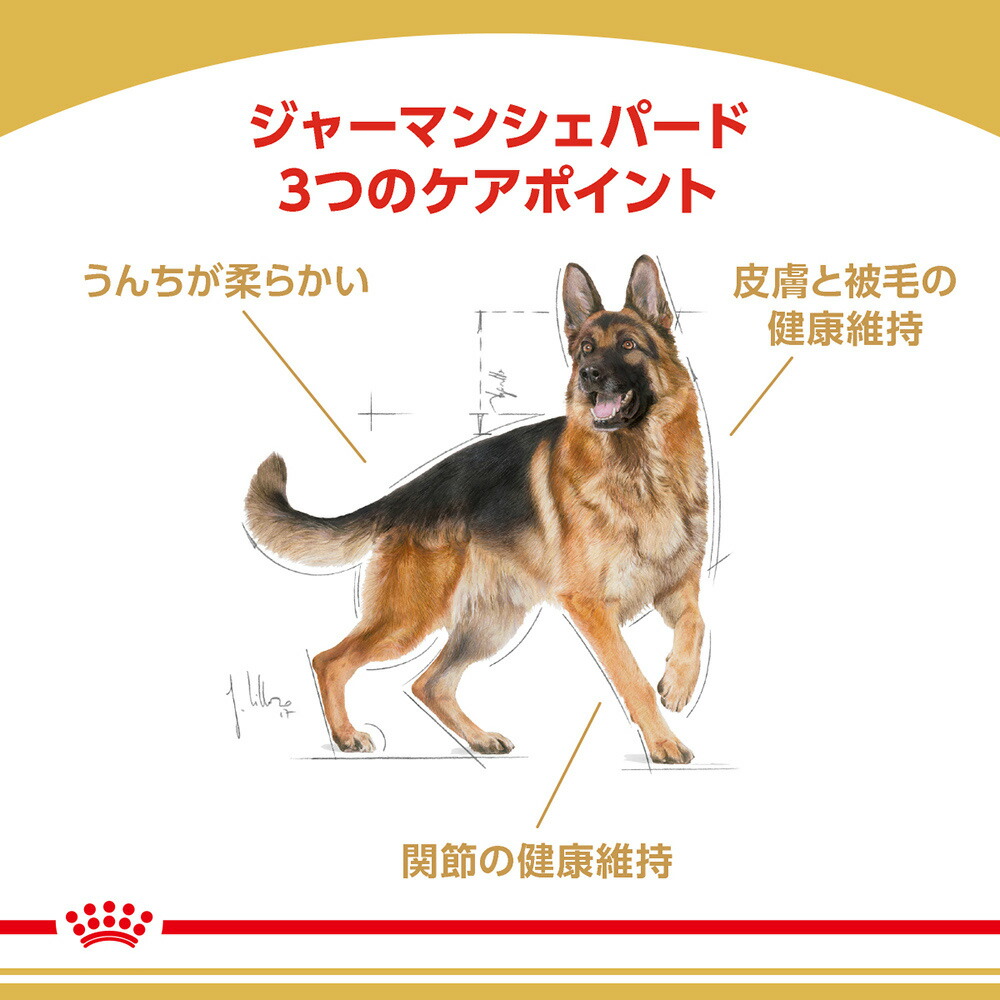 楽天市場 ロイヤルカナン ジャーマンシェパード 成犬 高齢犬用 3kg 正規品 スイートペット