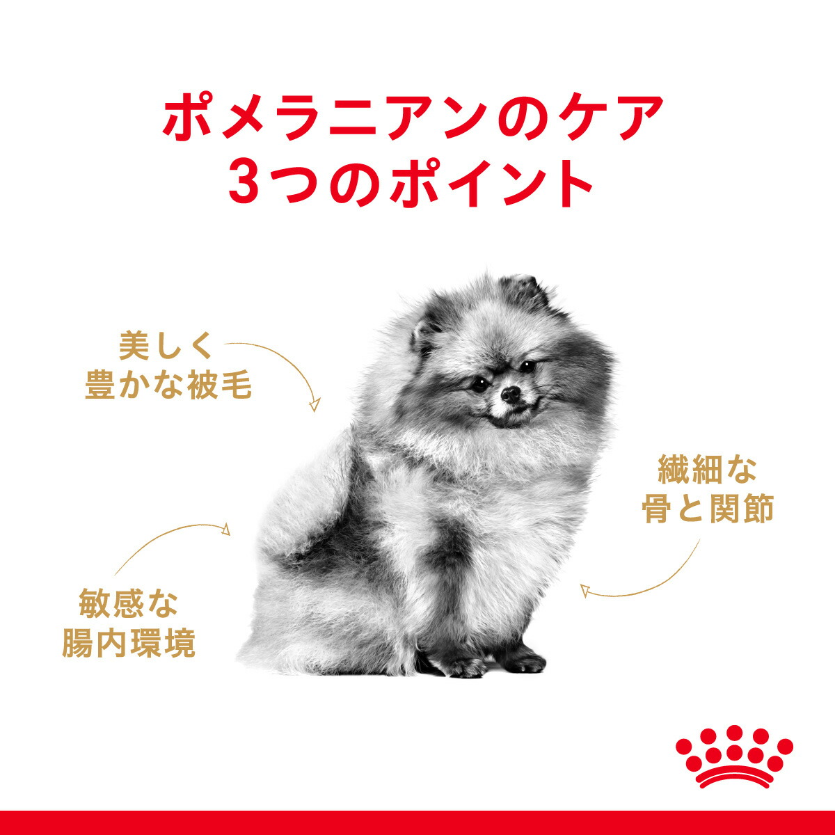 楽天市場 ロイヤルカナン Bhn ポメラニアン 成犬 高齢犬用 生後8ヵ月齢以上 1 5kg 正規品 ドッグフード 犬 ドライフード スイートペット