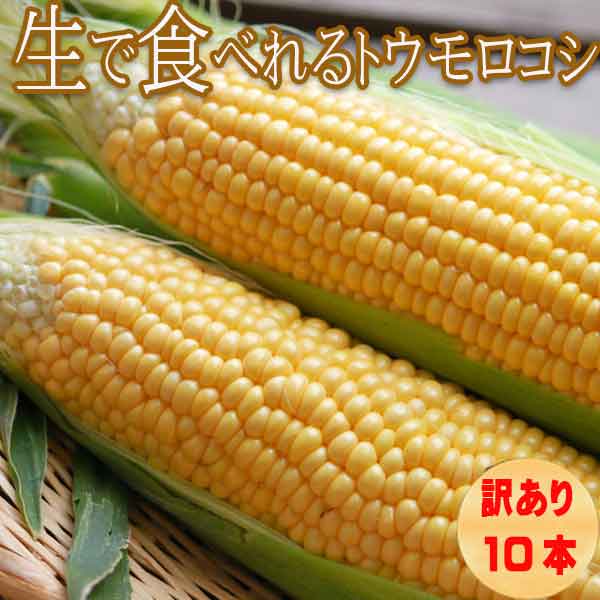 とうもろこし 送料無料 低農薬栽培 北海道産 生で食べれる 恵味（めぐみ） 訳あり Ｍサイズ  10本 別途送料が発生する地域あり 日時指定不可