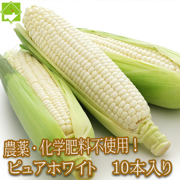 農薬 化学肥料不使用 とうもろこし 北海道産　生で食べれる 白いトウモロコシ ピュアホワイト 10本 別途送料が発生する地域あり 日時指定不可　8月中旬発送開始