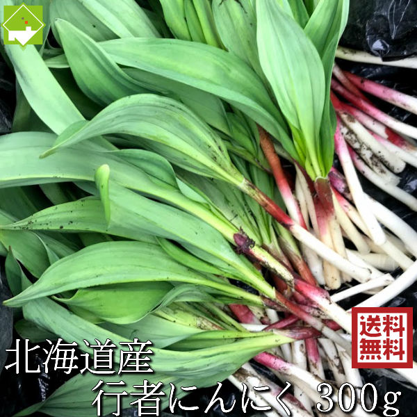 楽天市場】山菜 行者にんにく 北海道産 天然物 行者ニンニク 1kg 日時