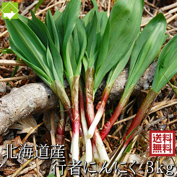 山菜 行者にんにく 北海道産 天然物 行者ニンニク 3kg　日時指定不可　別途送料が発生する地域あり