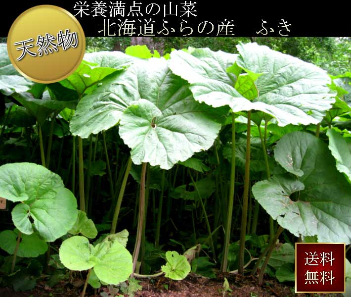 山菜 ふき 北海道建設 生れ乍ら代物 フキ 1kg 日決する不可 希代な天然もの ふき Damienrice Com
