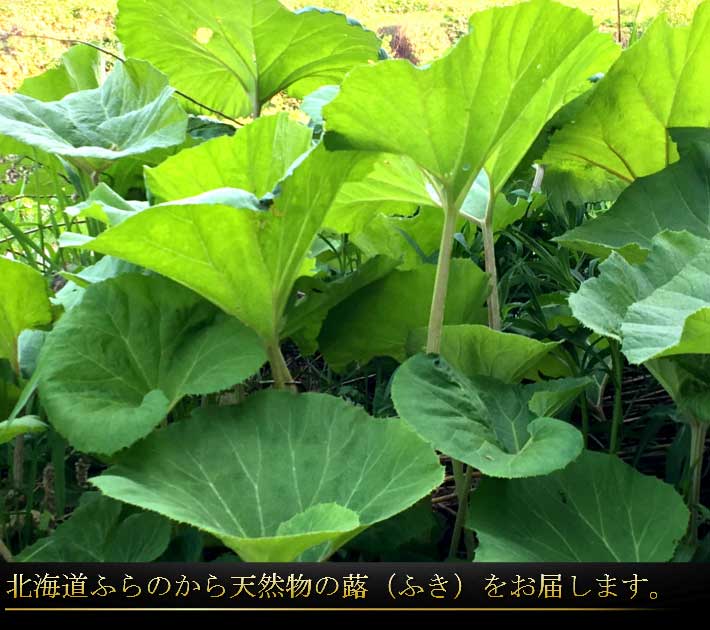 山菜 山菜 フキ 山菜 希少な天然もの ふき フキ ふき 北海道産 天然物 2kg 日時指定不可 富良野スイートベジタブル２号店