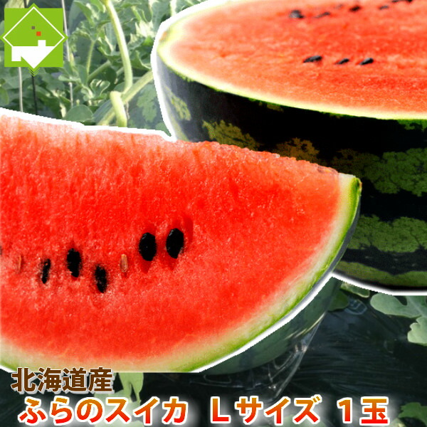 すいか 北海道富良野産　有機肥料でとっても甘く育った　スイカ　 １玉　５ｋｇ以上　【送料無料】