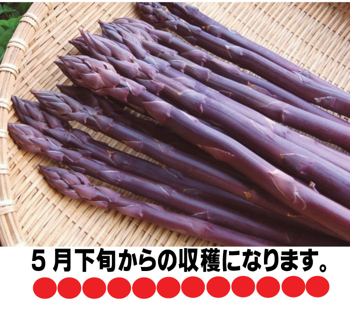 イルージョンのアスパラガス 北海道富良野生産 珍 ラベンダーアスパラ 紫アスパラガス 号込 貨物輸送無料 Cannes Encheres Com