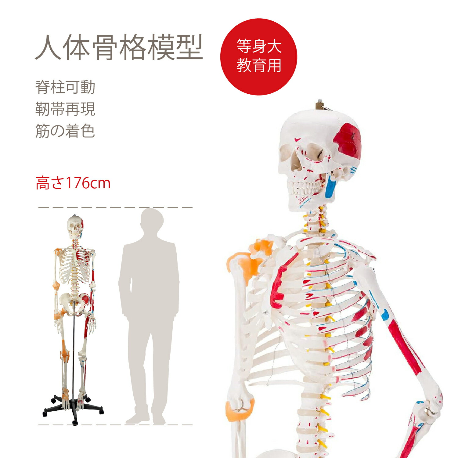 楽天市場】【大阪人体模型センター 正規品】人体模型 等身大