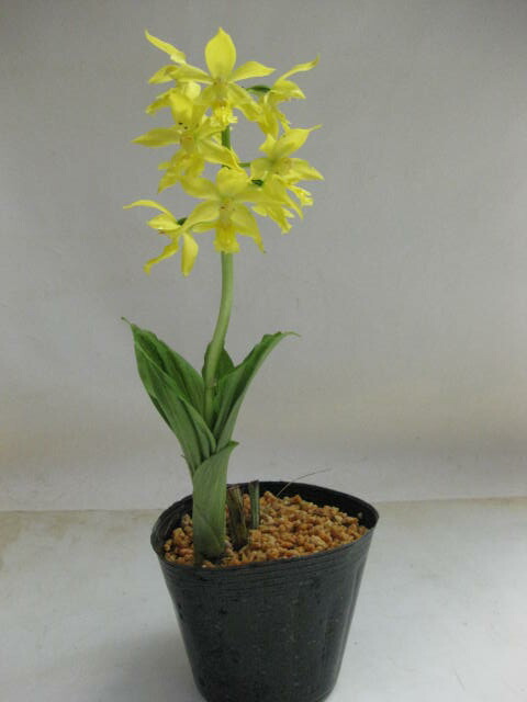 楽天市場】《2024年春〜 開花見込み株》【山野草】キリシマエビネ 4号