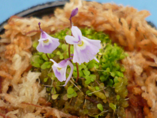 楽天市場 食虫植物 青花ウサギ苔 タヌキ苔 片岡笑幸園 悠々の森