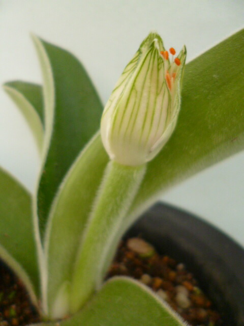 ハエマンサス 斑入り 斑入りマユハケオモト☆多肉植物☆球根植物【斑入りマユハケオモト