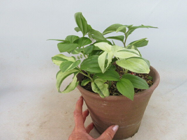 楽天市場】【送料無料】山野草 マユハケオモト パウクリフォリウス