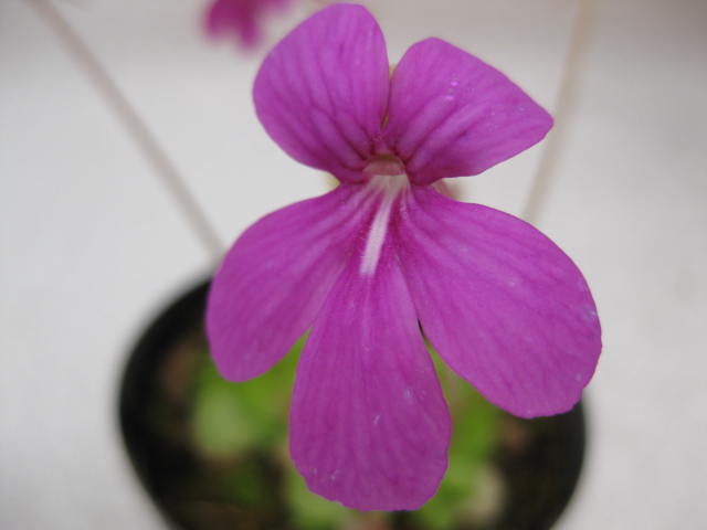 楽天市場】【送料無料】初夏の山野草 タモトユリ 1球 : 片岡笑幸園