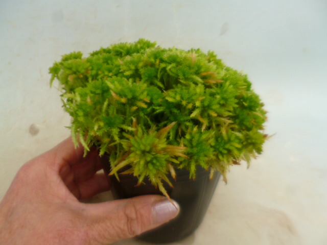 楽天市場 ミズコケ 生水苔 ナマミズゴケ 片岡笑幸園 悠々の森