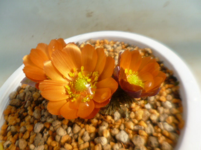 楽天市場】【送料無料】縁起物 福寿草 金采（きんさい） 1芽 : 片岡笑